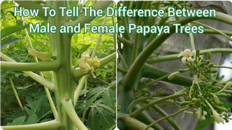 Learn how to identify the 3 gender of Papaya .